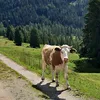 drukkehollander