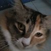 sheyyda