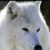 elifzade.xeyal_054.yz