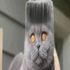 eluk.musk