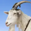 goatwithinternetaccess