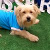 dogxloki