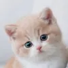 egmm_p