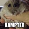 thehampterthrower
