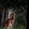 bookbook574
