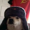 doggycomunista
