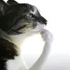 funnyfungus_monkey