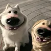 doootriii06