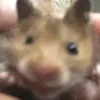 petitutiputi