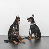 doberman.dexterhouse