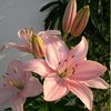 nuuraa11_