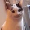 tovaaa07