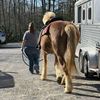 thetaxhorsecatlady