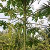 HERBALMALL11