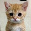 gatowski_