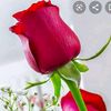 samshad2030