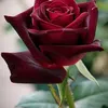 user3optpg0lth