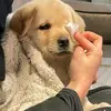 pookdu