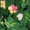 oliamanda
