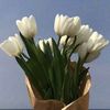 username_punl