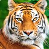 armanyousafzai55