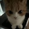 catxferv_