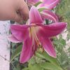 melek_annesi03