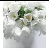amira.olobaid