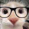 amebacapy