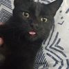 theappalachiankitties