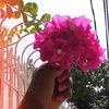 missrosey181