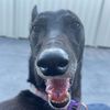 angelthegreyhoundx