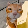 adekasep_123