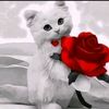 muhammednn1