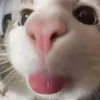 _titsociu_08