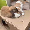 meli_penz13
