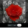 user9929836811886