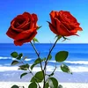 user87075934870088