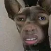 giamantran24