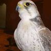 ma.falcon