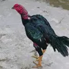 hahahaconbot