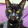 billy_cat_girl
