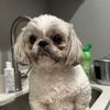 teddytheshihtzu30