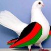 walimuhammad8999