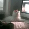 i__i8l