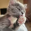 .karma.is.a.cat
