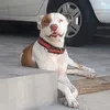 ravena_sua_aumiga