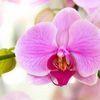 orquidep