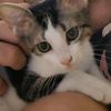 pamuk.minik7