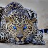 fahadalfahad690
